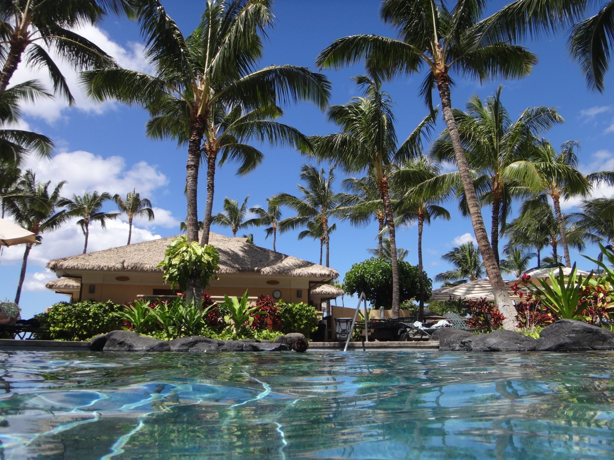 旧！ConoHa Wing！猫丸君